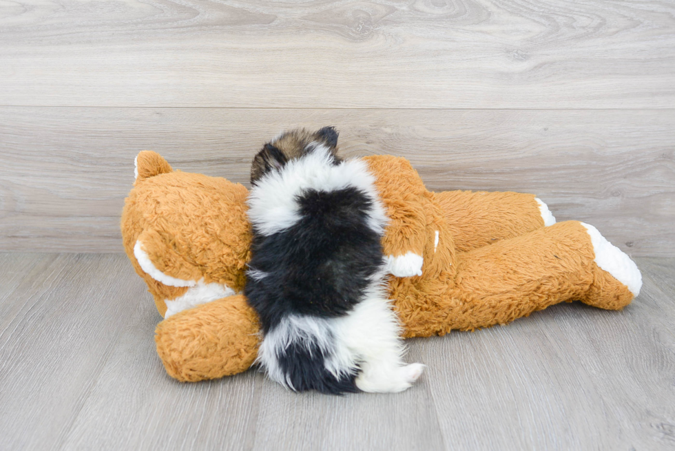 Pomeranian Pup Being Cute