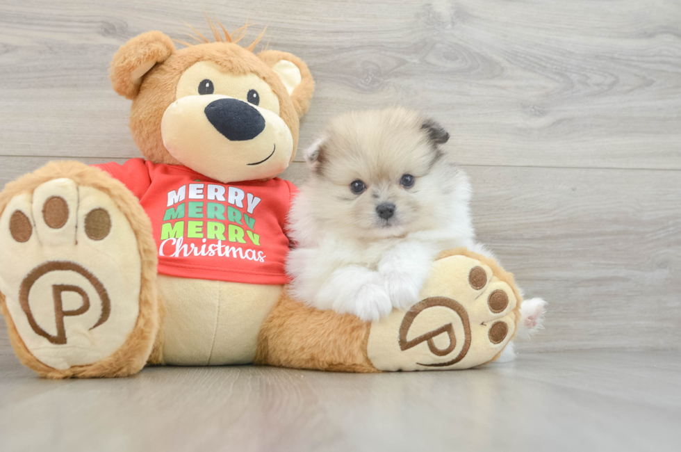 6 week old Pomeranian Puppy For Sale - Simply Southern Pups