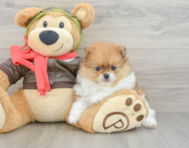 8 week old Pomeranian Puppy For Sale - Simply Southern Pups