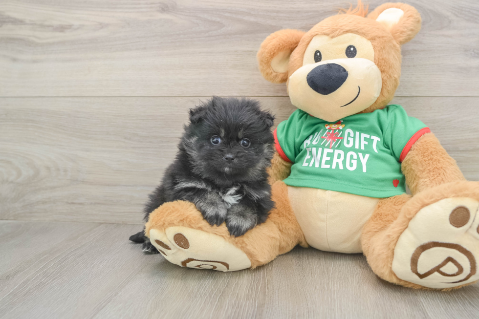 Friendly Pomeranian Baby