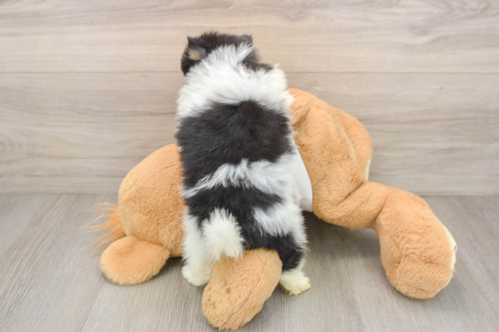 Pomeranian Puppy for Adoption