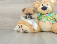 8 week old Pomeranian Puppy For Sale - Simply Southern Pups