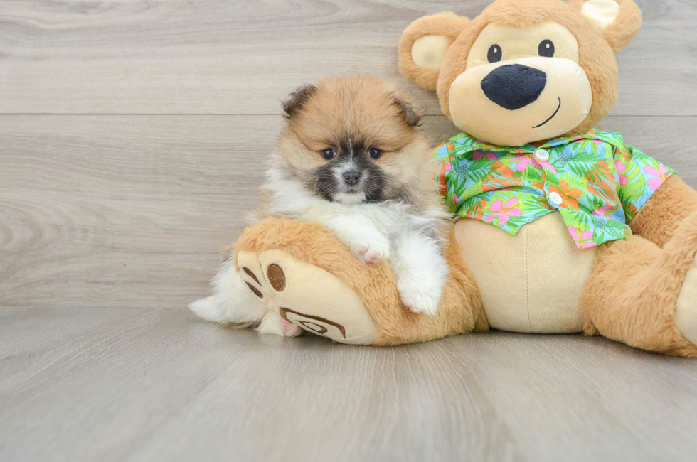 5 week old Pomeranian Puppy For Sale - Simply Southern Pups