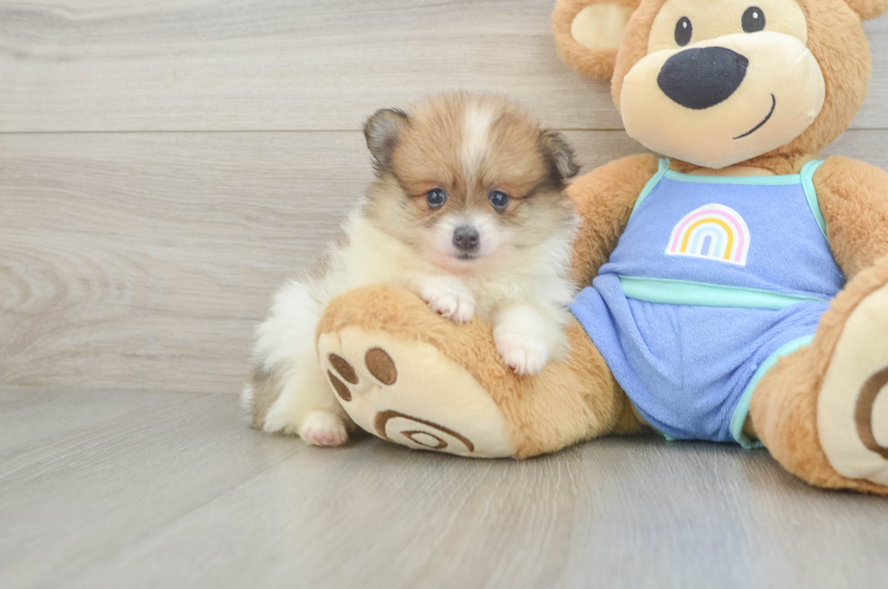 5 week old Pomeranian Puppy For Sale - Simply Southern Pups