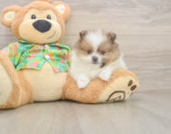 6 week old Pomeranian Puppy For Sale - Simply Southern Pups