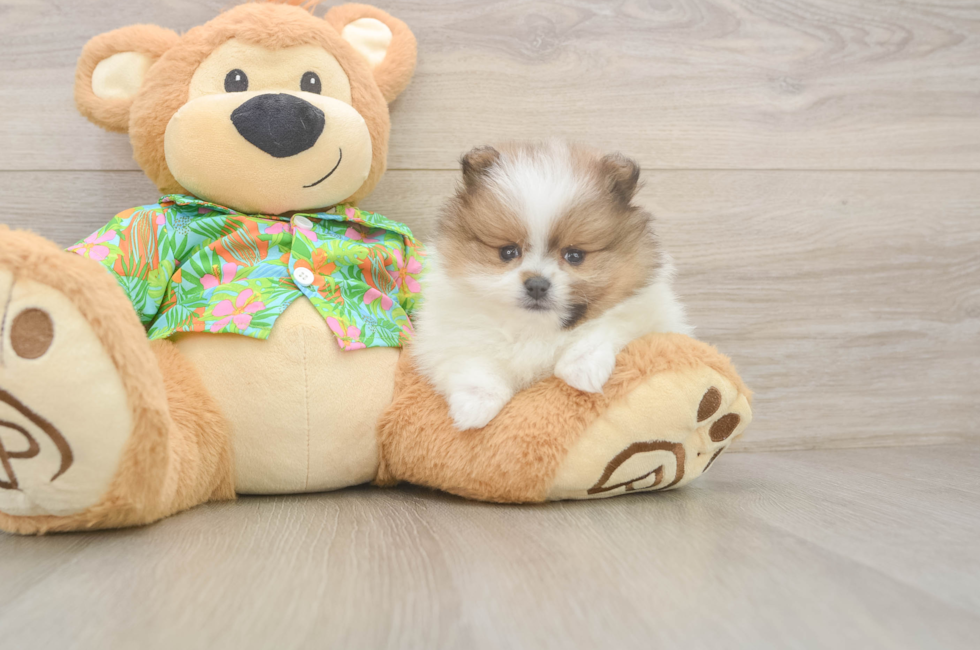 5 week old Pomeranian Puppy For Sale - Simply Southern Pups