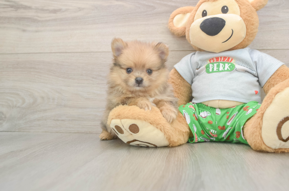 6 week old Pomeranian Puppy For Sale - Simply Southern Pups
