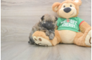 Best Pomeranian Baby