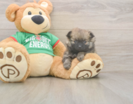 6 week old Pomeranian Puppy For Sale - Simply Southern Pups
