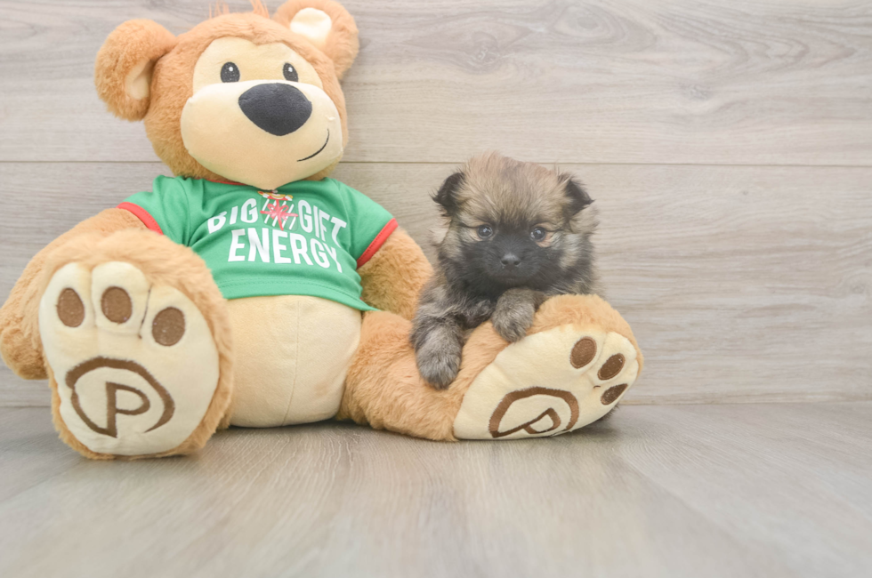 5 week old Pomeranian Puppy For Sale - Simply Southern Pups