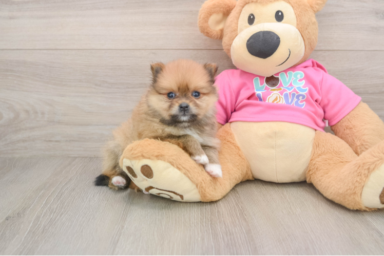 Fluffy Dwarf Spitz Purebred Puppy