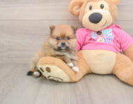 8 week old Pomeranian Puppy For Sale - Simply Southern Pups