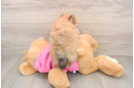 Funny Pomeranian Purebred Pup