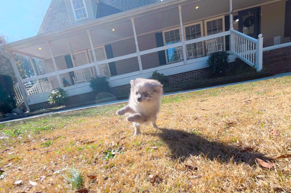 11 week old Pomeranian Puppy For Sale - Simply Southern Pups