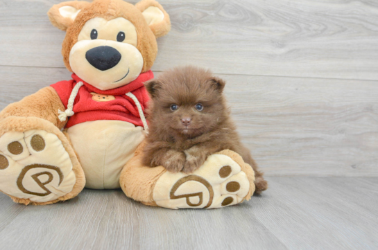 Best Pomeranian Baby