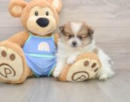 8 week old Pomeranian Puppy For Sale - Simply Southern Pups