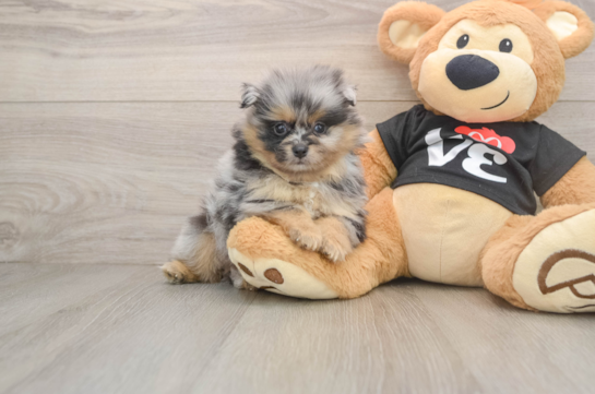Pomeranian Puppy for Adoption