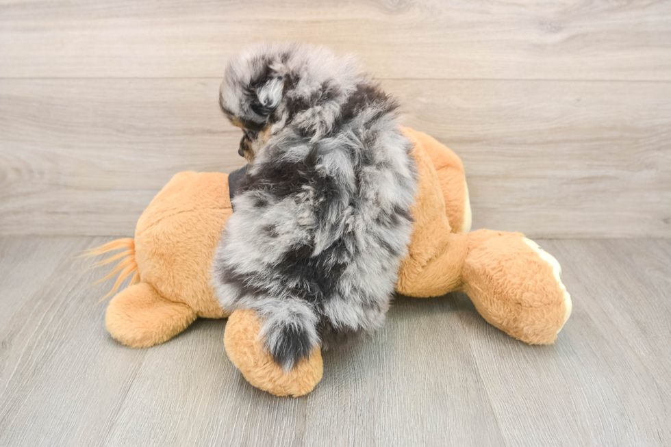Pomeranian Pup Being Cute