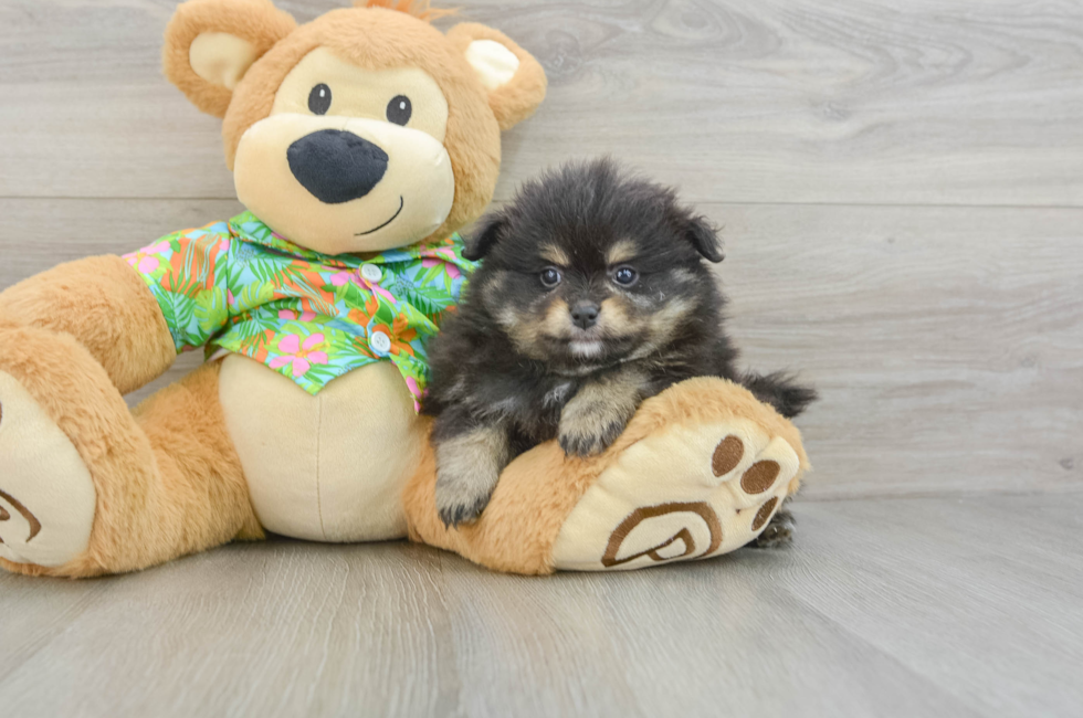 5 week old Pomeranian Puppy For Sale - Simply Southern Pups