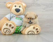 8 week old Pomeranian Puppy For Sale - Simply Southern Pups