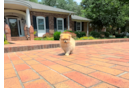 Pomeranian Puppy for Adoption