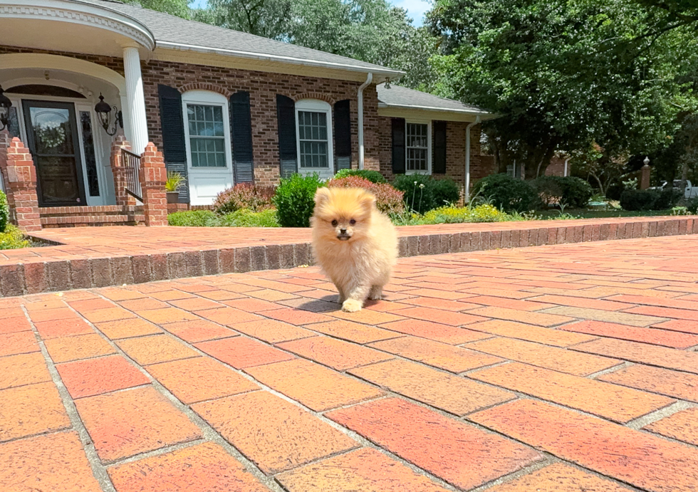 Pomeranian Puppy for Adoption
