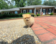 10 week old Pomeranian Puppy For Sale - Simply Southern Pups