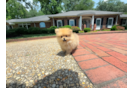 Pomeranian Pup Being Cute