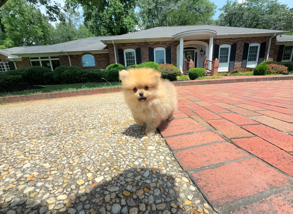 Pomeranian Pup Being Cute