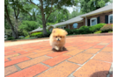 Best Pomeranian Baby