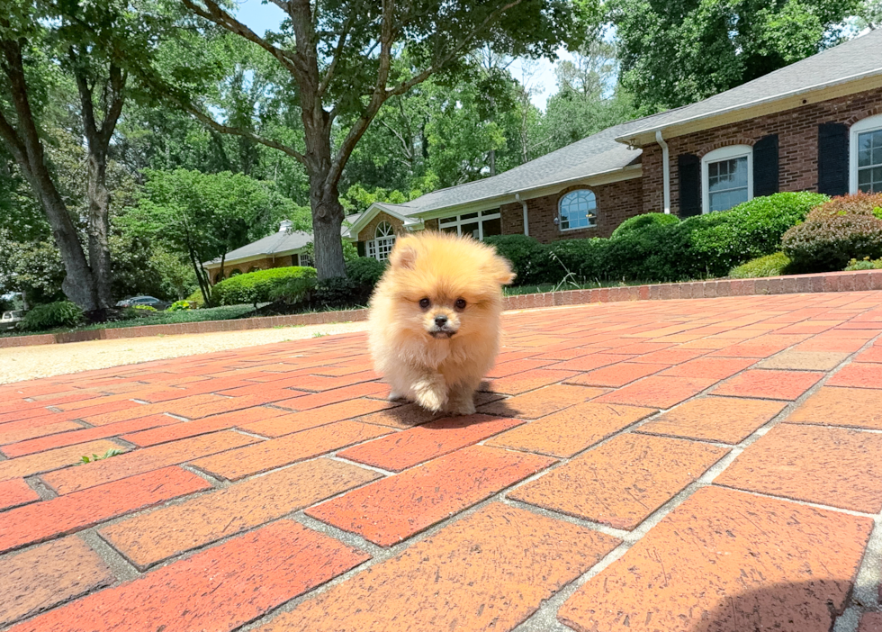 Best Pomeranian Baby