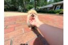 Pomeranian Pup Being Cute