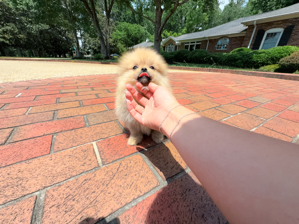 Pomeranian Pup Being Cute