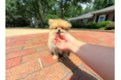 Cute Pomeranian Purebred Pup