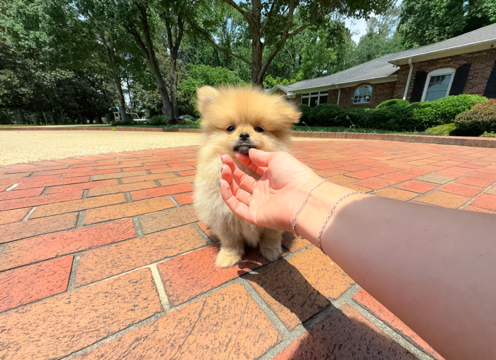 Cute Pomeranian Purebred Pup
