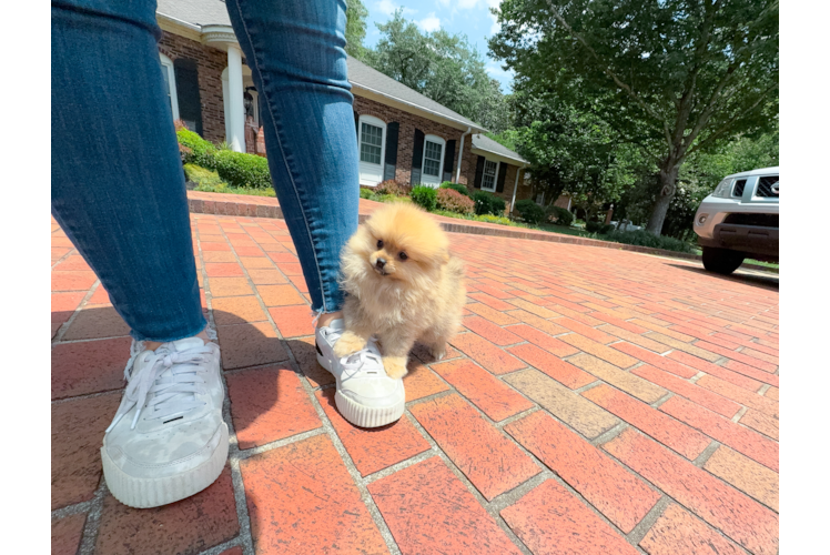 Cute Pomeranian Baby