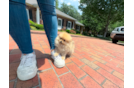 Cute Pomeranian Baby