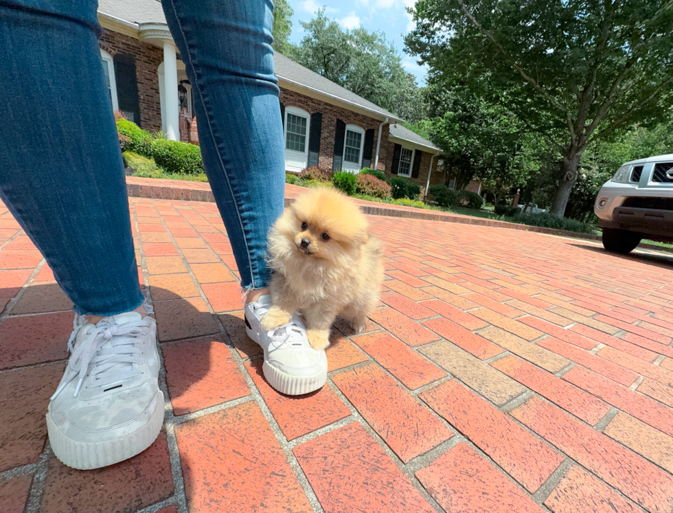 Cute Pomeranian Baby