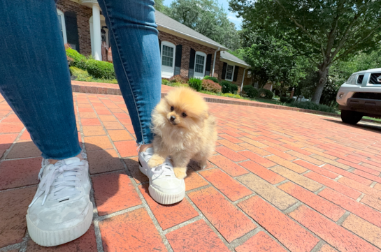 Cute Pomeranian Baby