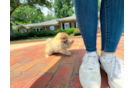 Best Pomeranian Baby