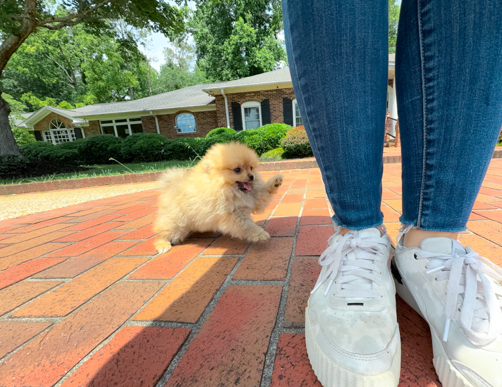 Best Pomeranian Baby
