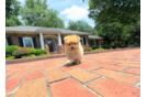 Pomeranian Pup Being Cute