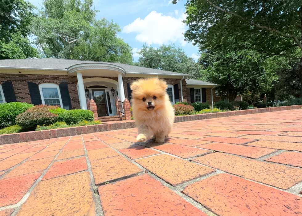Pomeranian Pup Being Cute