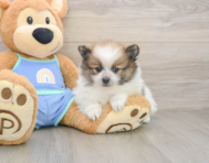 8 week old Pomeranian Puppy For Sale - Simply Southern Pups