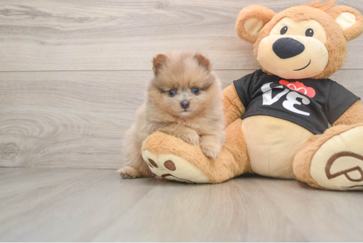 Best Pomeranian Baby