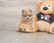 8 week old Pomeranian Puppy For Sale - Simply Southern Pups