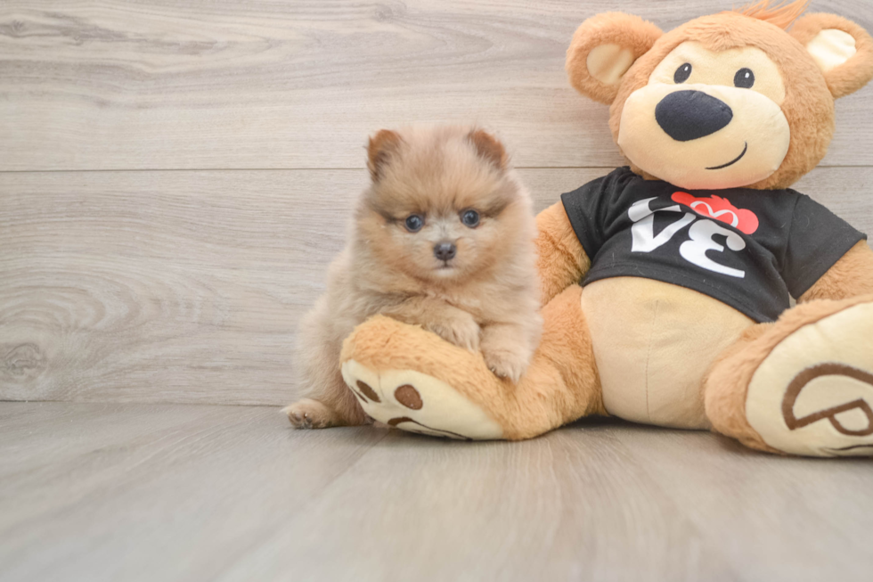 Best Pomeranian Baby
