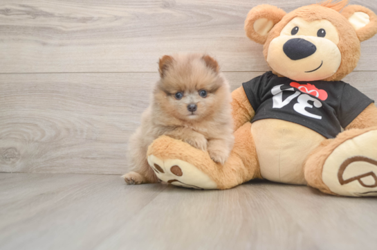 Best Pomeranian Baby