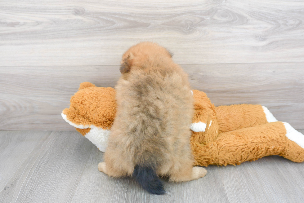 Cute Pomeranian Baby