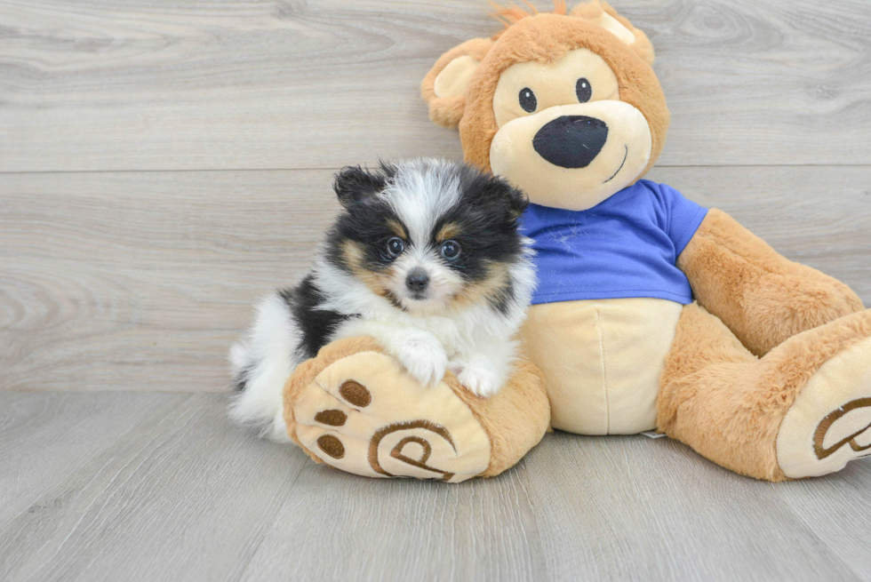 Fluffy Pomeranian Purebred Puppy